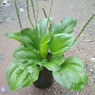 Cây rau mã đề