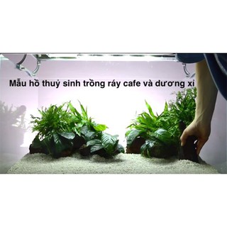 Ráy lá thường ( trầu bà lá thường)