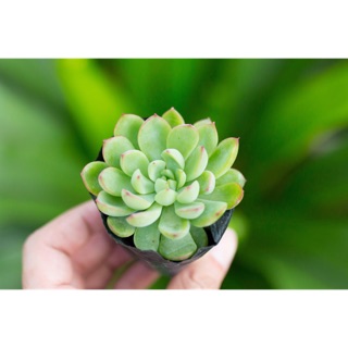 Sen đá viền đỏ giống mới 3-5cm