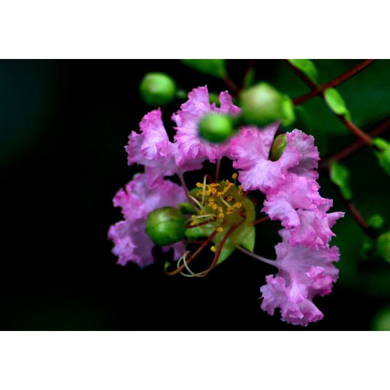 Cây Tường Vi đủ màu