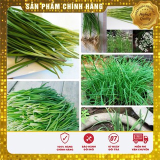 Hạt Giống Hẹ Ta Lucky seeds(10gr)