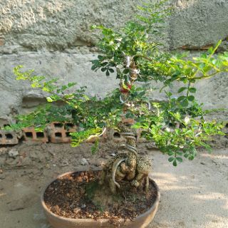 Cần thăng bonsai gốc lớn