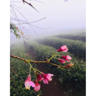 Trà Oolong Trường My