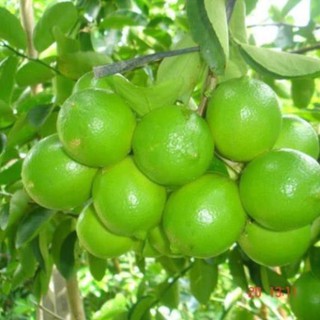 CÂY GIỐNG CHANH KHÔNG HẠT 27K