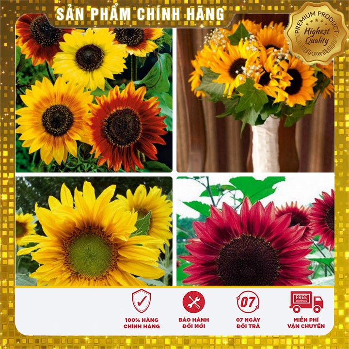 Hạt giống hoa hướng dương mix nhiều màu LUCKY SEEDS - 30 hạt