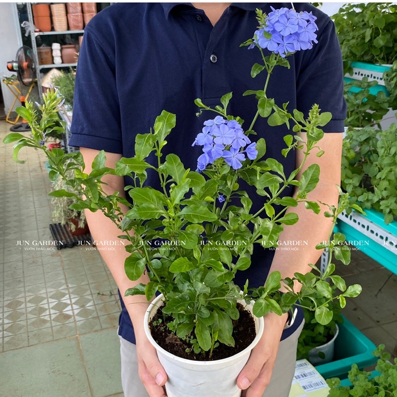 Chậu Cây Hoa Thanh Xà JUN GARDEN