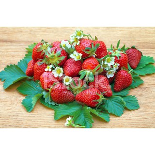 20h Hạt Giống Dâu Tây Rừng Wild Mini