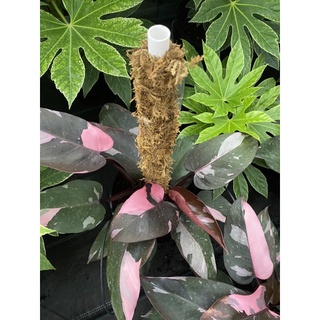 Cây Philodendron pink princess ( Công chúa hồng)
