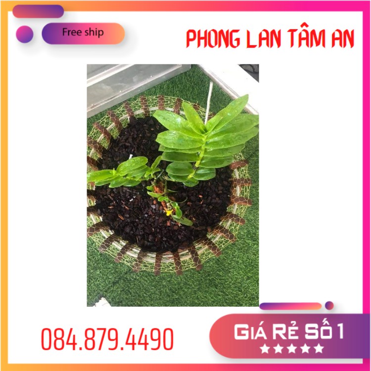 Chậu Gỗ Trồng LAN , Mẫu Sen - Chậu Trồng Lan Phi25, Phi 30, Phi 35, Phi46