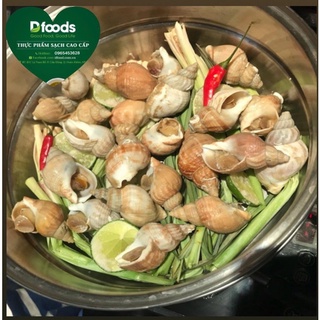 Ốc Bulot Pháp size 20 - 30 con/ 1 kg
