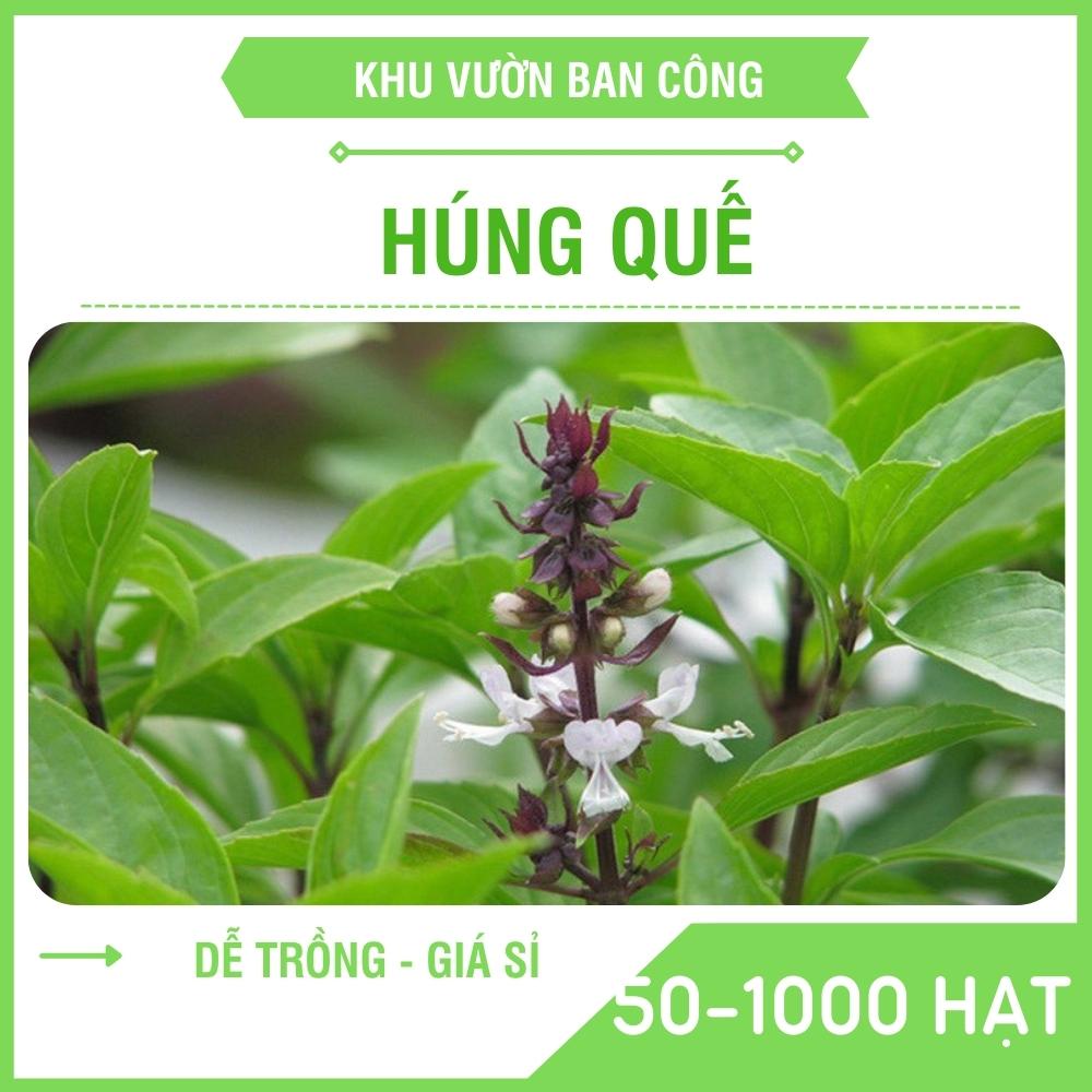 Hạt giống Rau Húng Quế (Húng Chó) Kim Long Cao Sản - Khu Vườn Ban Công