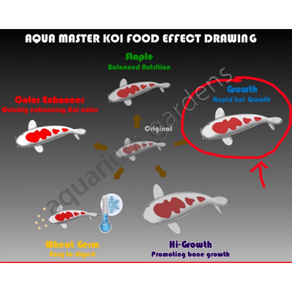 cám cá koi ✅FREESHIP✅Aquamaster GROWTH bao 5kg 10kg✅Thức ăn tăng trưởng cá koi