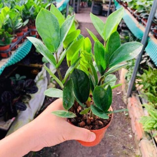 Combo chậu + cây kim tiền