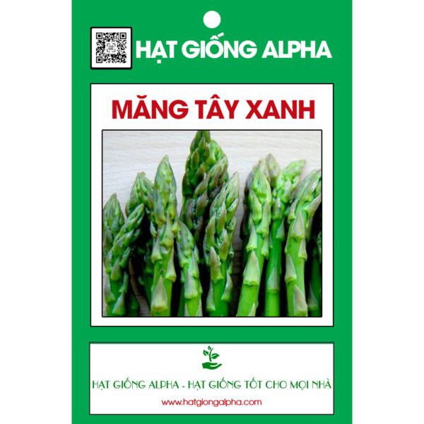 hạt giống măng tây