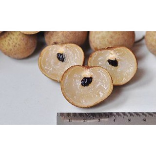 Cây giống nhãn không hạt