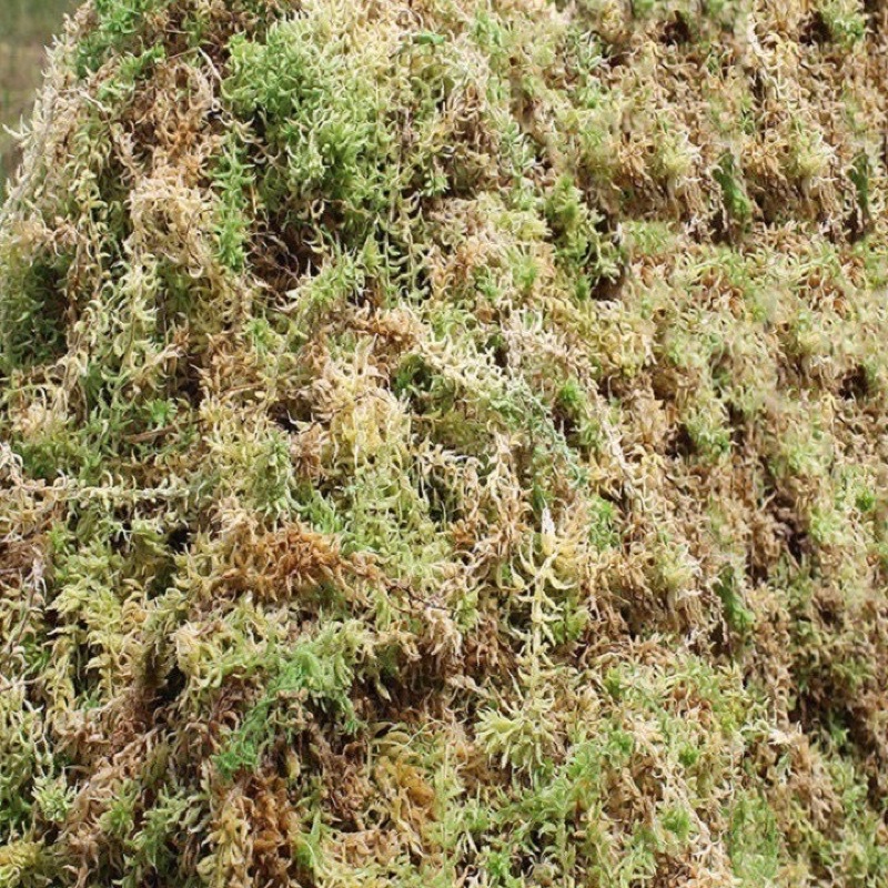 Rêu rừng trồng Lan đã qua xử lý khô đóng gói 200g