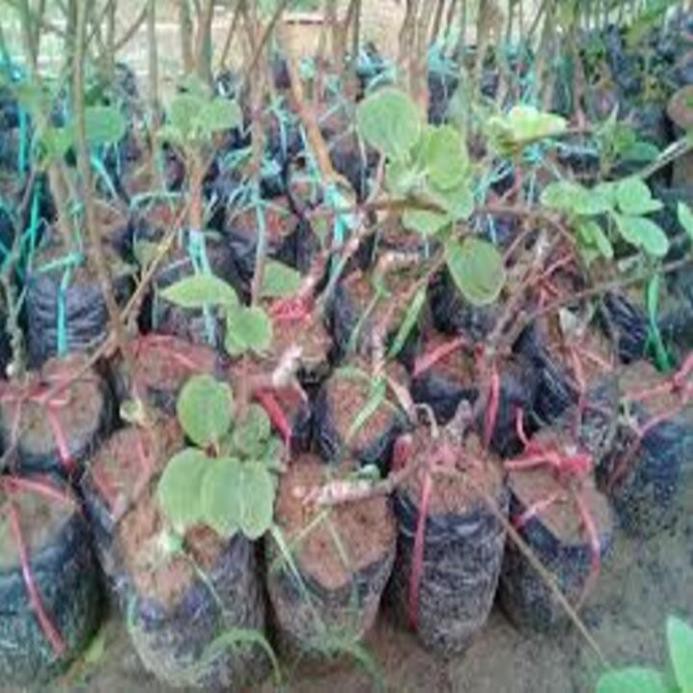 Cây kiwi ruột vàng + Tặng  phân hữu cơ cao cấp