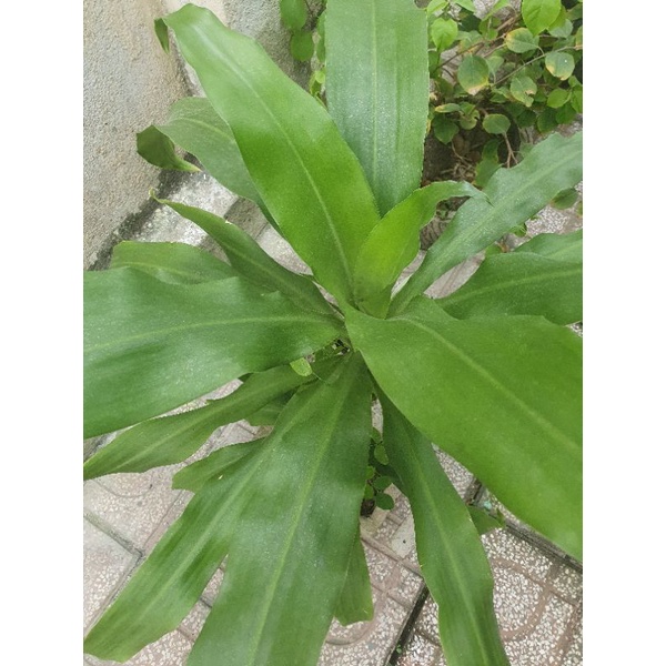 Cây thiết mộc lan