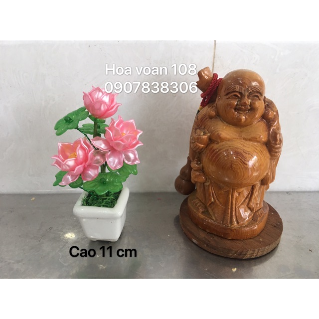 Chậu sen mini cao 11cm-3 bông