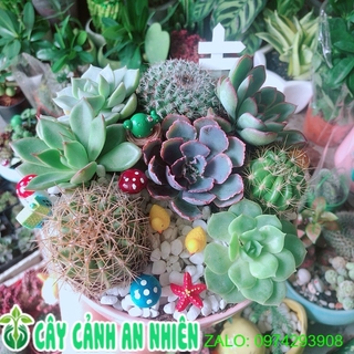 Chậu Sen Đá Xương Rồng Tiểu Cảnh