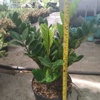 Kim phat tài loại c7