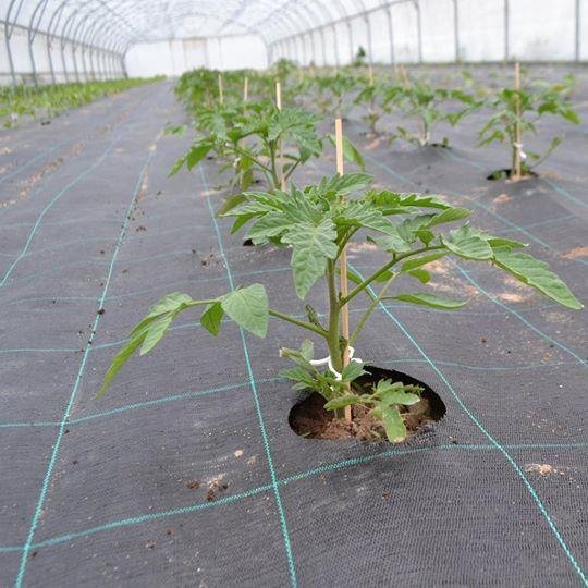 Bạt trải diệt cỏ khổ rộng 1m | THANHDATVINA