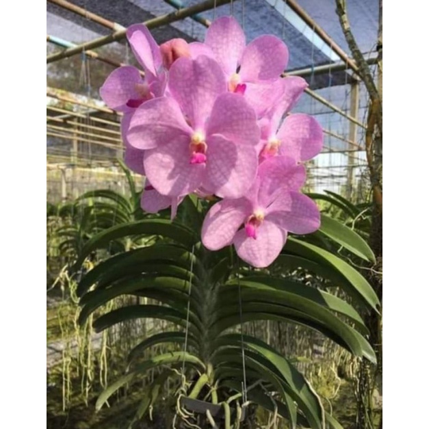 1 chậu Vanda thái khủng cho hoa tết