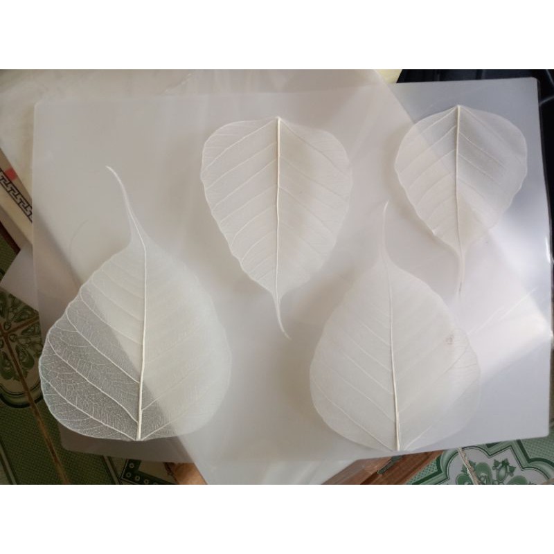 set 4 lá bồ đề đã tẩy trắng size to 10,11,12cm | BigBuy360 - bigbuy360.vn