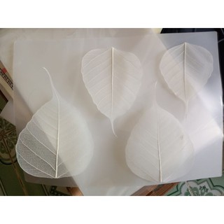 set 4 lá bồ đề đã tẩy trắng size to 10,11,12cm