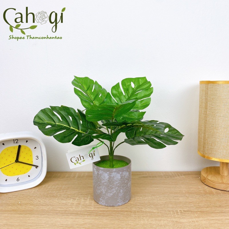 Cây nhựa - Cây Lá Rùa Decor Trang Trí 33cm