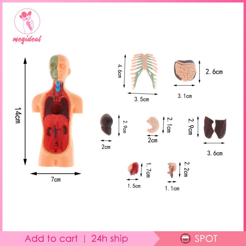 Bộ xương người giải phẫu cơ thể đồ chơi xếp hình Tự làm lắp ráp bộ não mô hình lắp ráp đồ chơi giáo dục trẻ em công nghệ sản xuất nhỏ