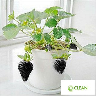 100 Hạt giống Dâu tây Đen Chịu Nhiệt (tặng gói kích nẩy mầm và hướng dẫn)