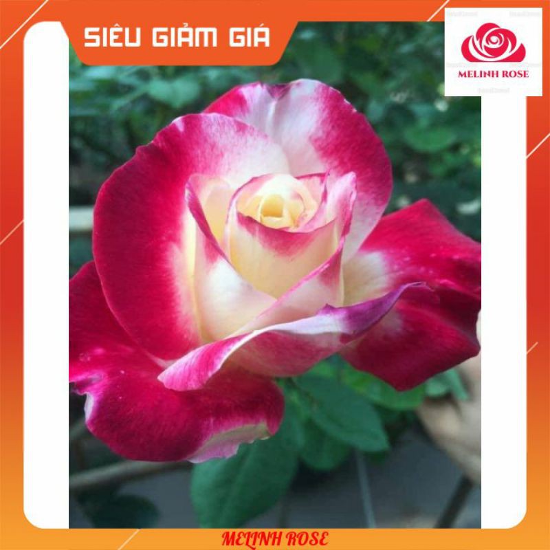 Hoa Hồng Bụi Double Delight, Hoa thơm màu Hồng Song Hỷ-Vườn Hoa Melinhrose