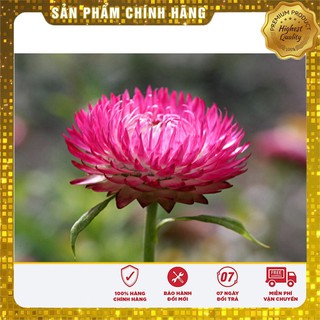 Hạt giống hoa cúc bất tử nhiều màu
