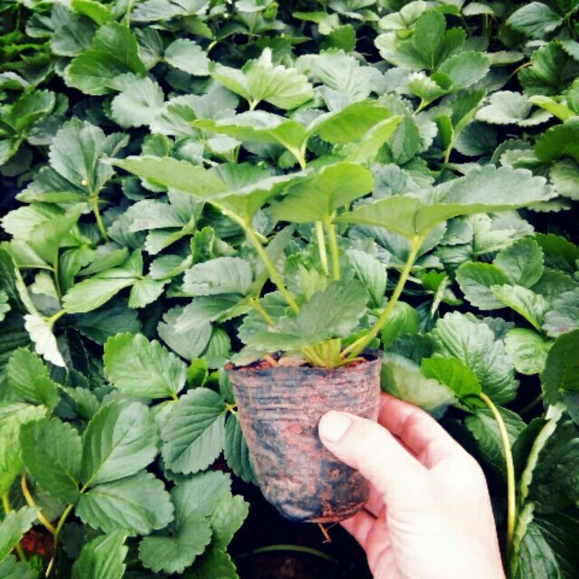 Combo cho bạn shophatgiong94