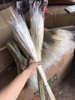 Lúa mạch trắng bó 50 cành