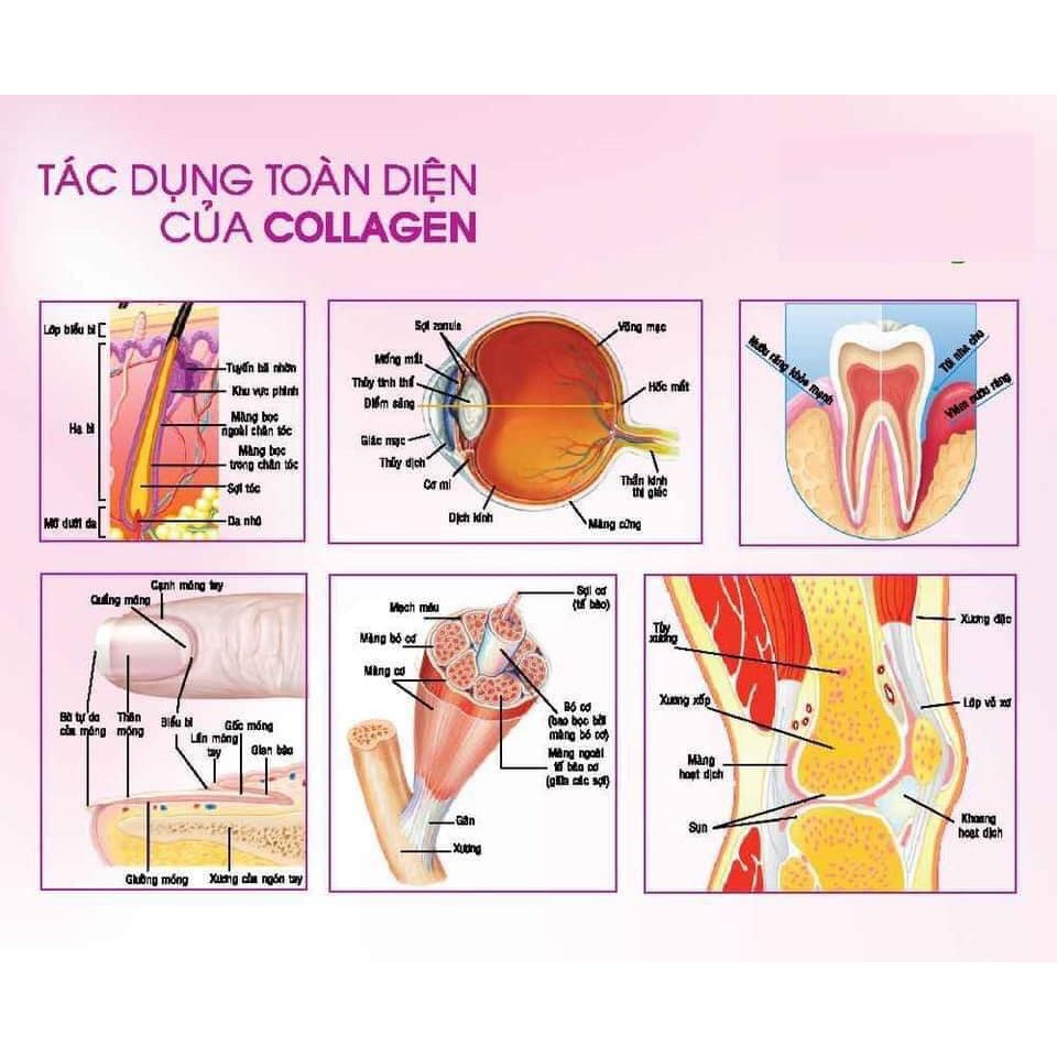 COLLAGEN HAPATI NGUYÊN CHẤT NHẬP KHẨU TỪ ĐỨC HỘP 24 GÓI
