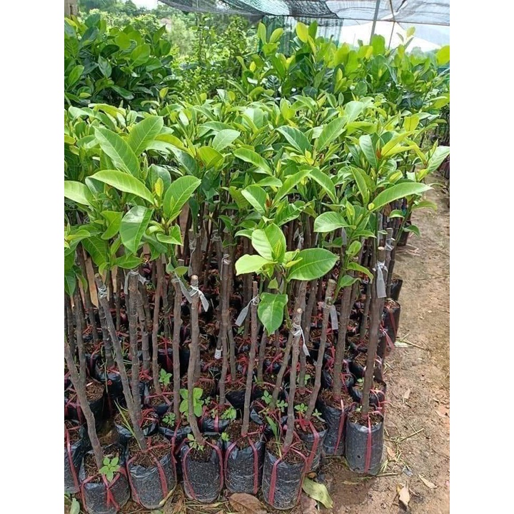 Cây Giống Mít ướt