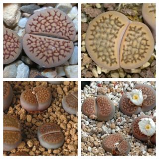 Lithops hallii size 1cm-1.5cm