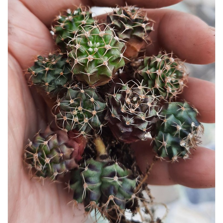 Compo 10cây xương rồng gymno vân mini-size 1,5->2cm