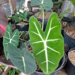 Đèn Neon Celadi Trang Trí Nhà Cửa Độc Đáo