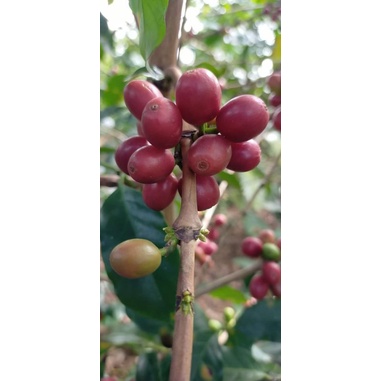 Giống cà phê arabica tây bắc siêu trái