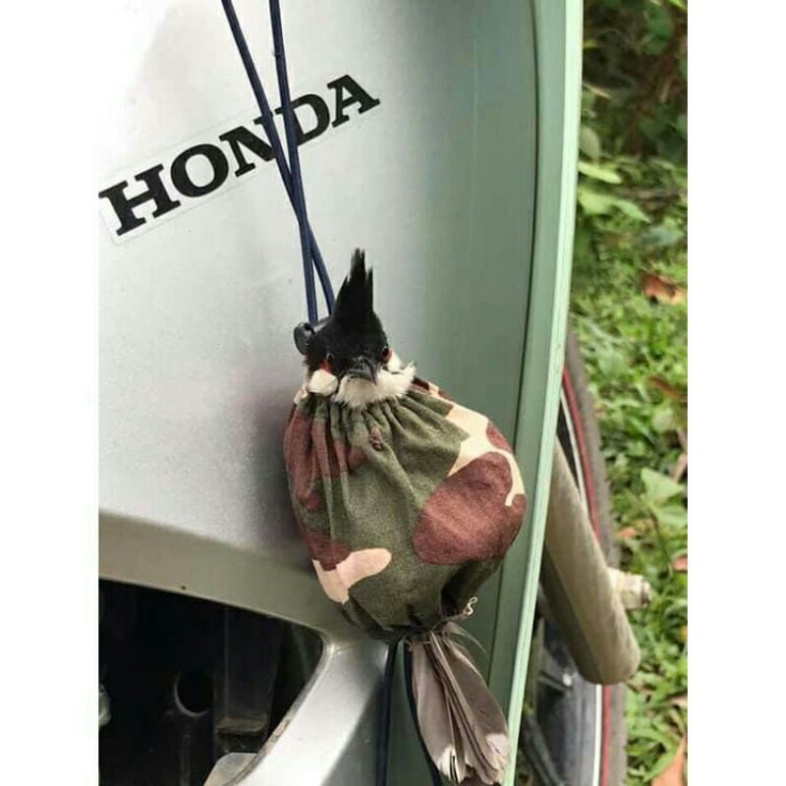 Sào bẫy chim, treo lồng chim,sào rút inox đã năng - siêu giảm giá