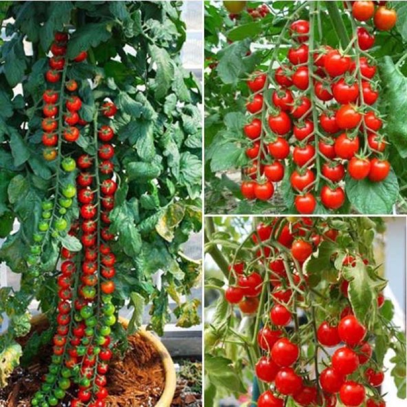 HẠT GIỐNG CÀ CHUA CHUỖI NGỌC F1
