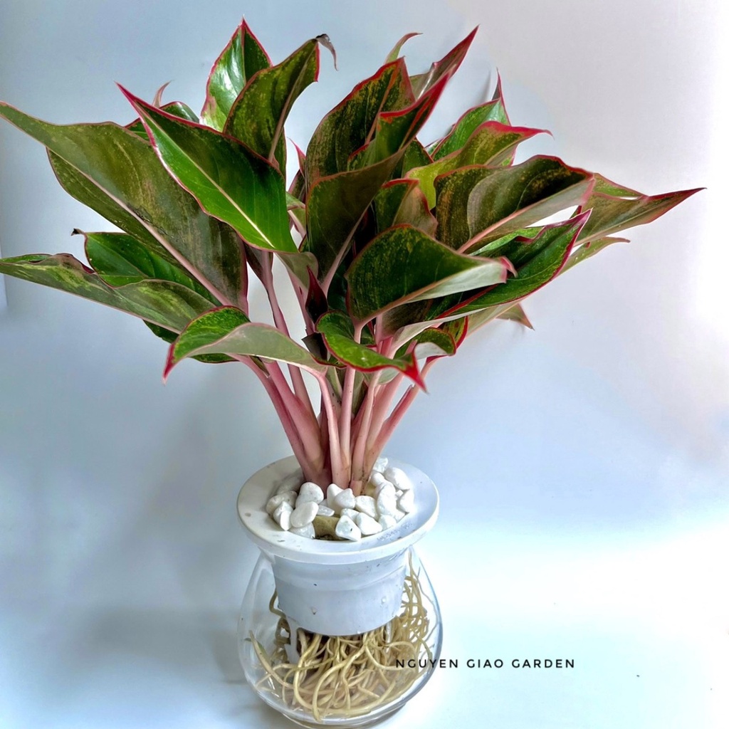 Cây phú quý thủy sinh dễ chăm sóc, mang may mắn