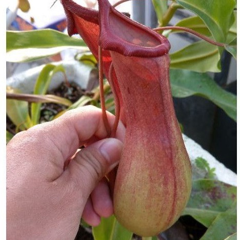 cây nắp ấm Nx Ventrata