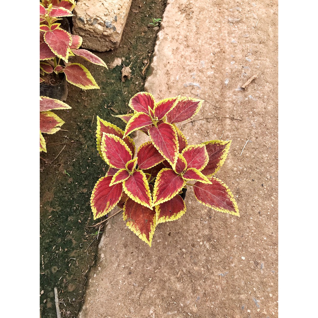 Cây lá gấm - cây tía tô cảnh ⚡️GIÁ GỐC TẠI VƯỜN⚡️ màu sắc rực rỡ, thích hợp trang trí thảm nền công trình và sân vườn