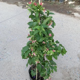 CÂY HOA GIUN (HOA SỬ QUÂN TỬ) LEO GIÀN CAO 1M