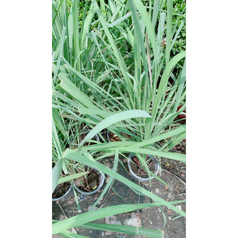 Chậu Sả Thái