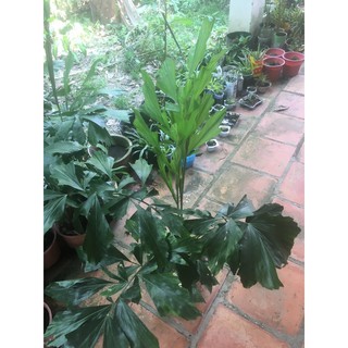 cây đủng đỉnh bầu đất không chậu